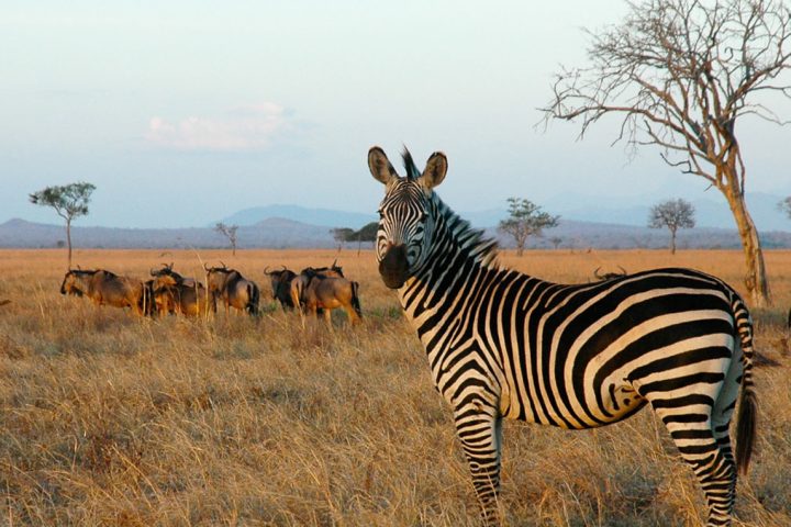 Mikumi National Park