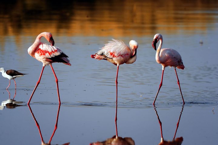 Ngorongoro Crater 1