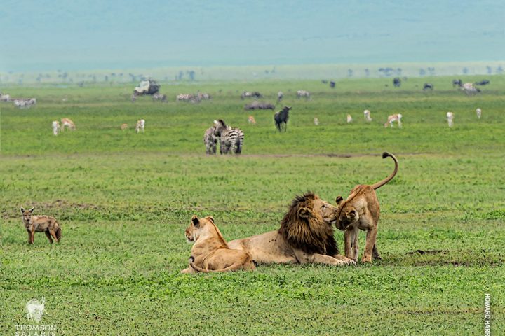 Ngorongoro Crater 2