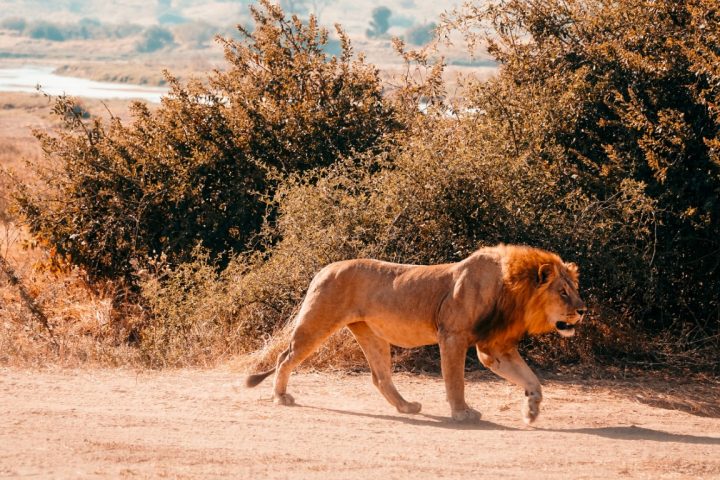 Nyerere National Park 2