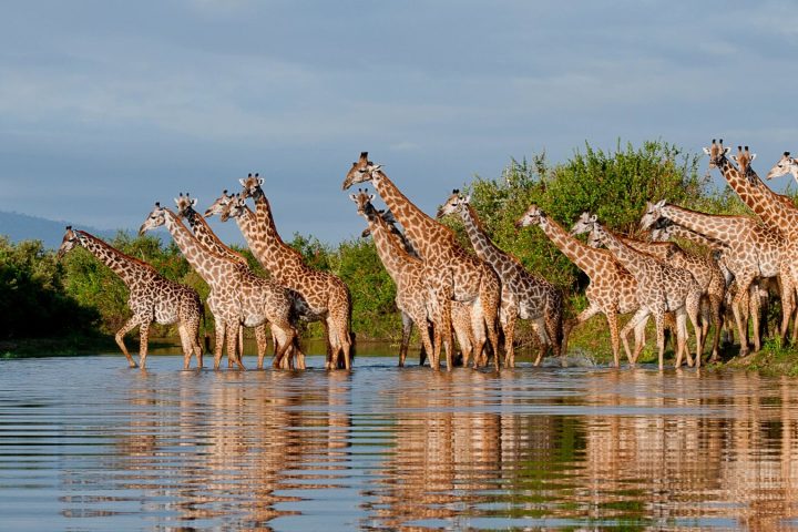 Nyerere National Park