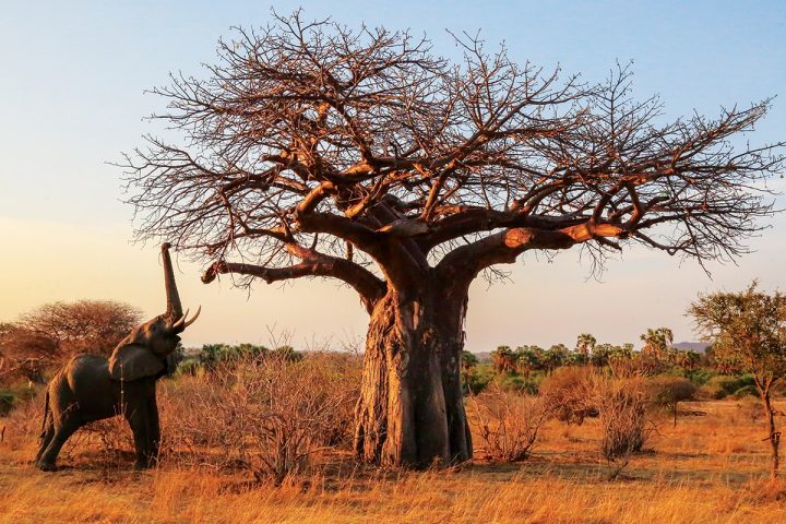 Ruaha National Park 2