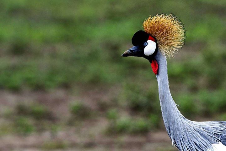 Ruaha National Park 3