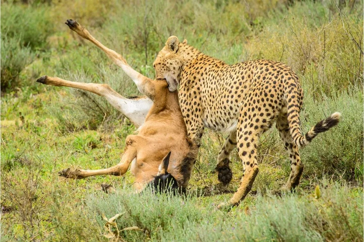 Serengeti National Park 1