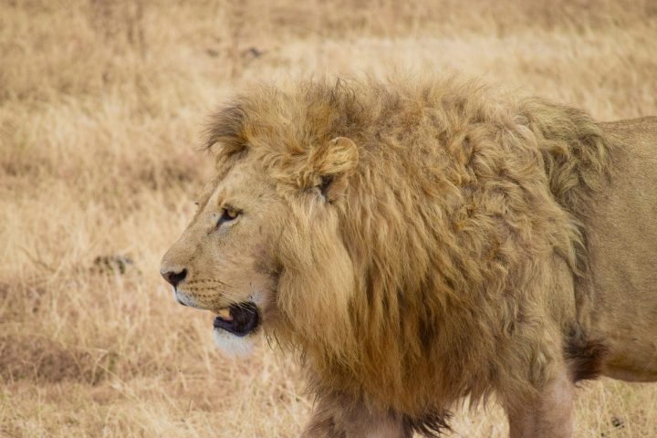 Serengeti National Park 2