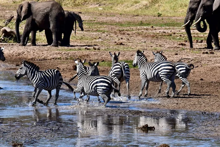 Tarangire National Park 1