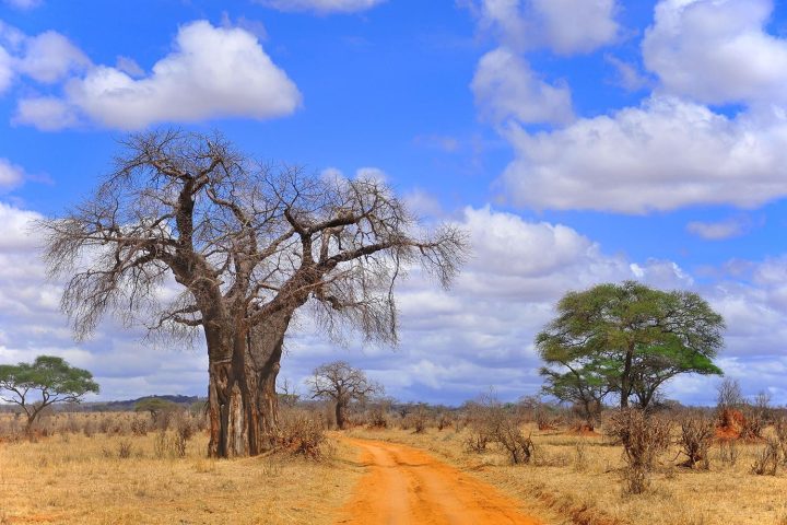 Tarangire National Park 2