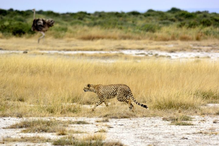 Tarangire National Park 3